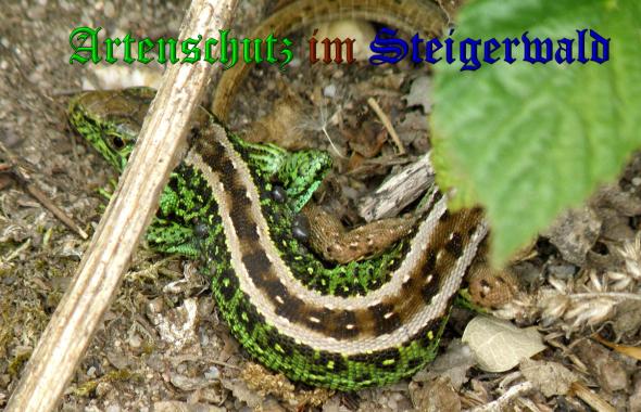 Copyright AiS- Albert Meier Bild zum Eintrag (37662-160)