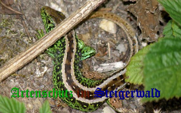 Copyright AiS- Albert Meier Bild zum Eintrag (37664-160)