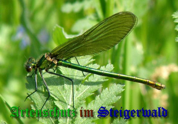 Copyright AiS- Albert Meier Bild zum Eintrag (37762-160)