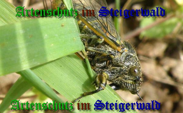 Copyright AiS- Albert Meier Bild zum Eintrag (37773-160)