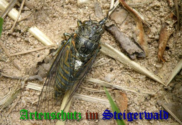 Copyright AiS- Albert Meier Bild zum Eintrag (37774-160)