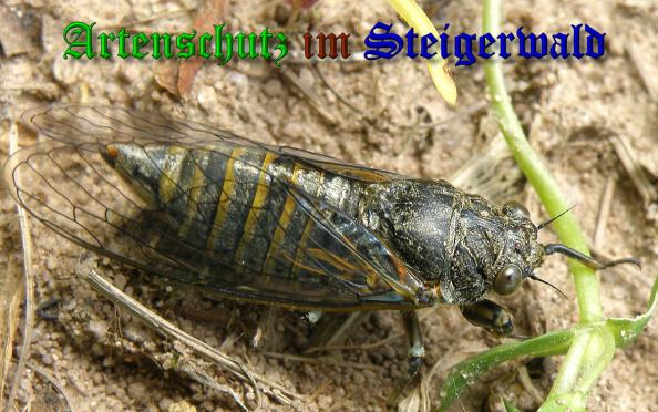 Copyright AiS- Albert Meier Bild zum Eintrag (37776-160)
