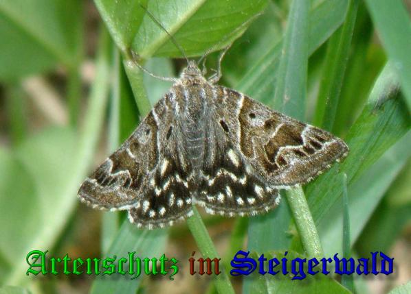 Copyright AiS- Albert Meier Bild zum Eintrag (37851-160)