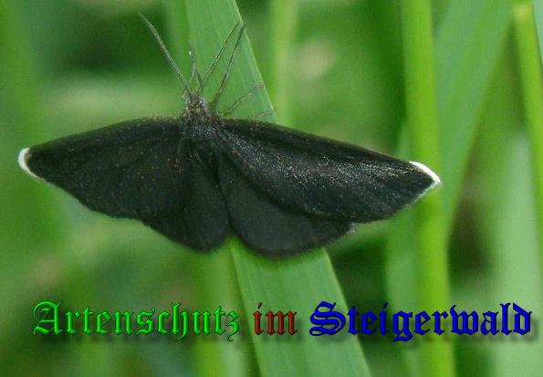 Copyright AiS- Albert Meier Bild zum Eintrag (37868-160)