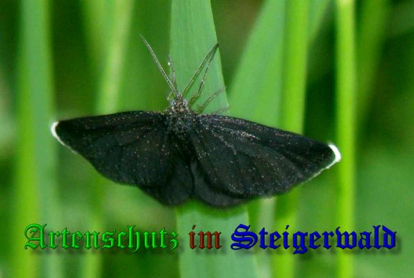 Copyright AiS- Albert Meier Bild zum Eintrag (37869-160)