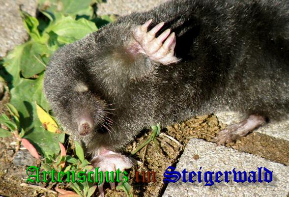 Copyright AiS-Albert Meier Bild zum Eintrag (37874-160)