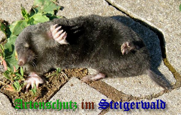 Copyright AiS- Albert Meier Bild zum Eintrag (37875-160)