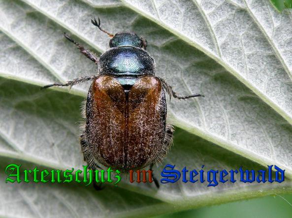 Copyright AiS- Albert Meier Bild zum Eintrag (37907-160)