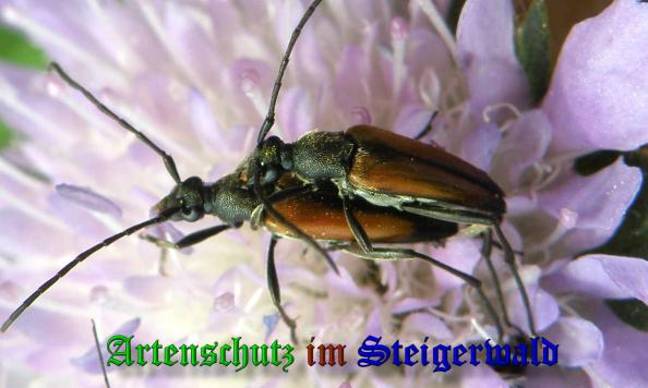 Copyright AiS . Albert Meier Bild zum Eintrag (37929-160)