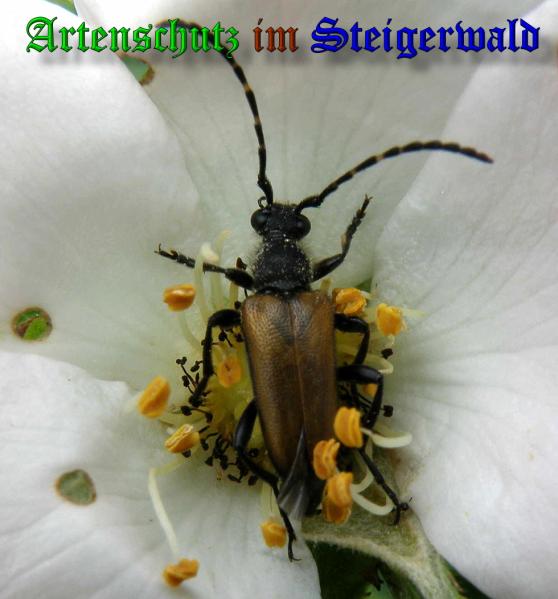 Copyright AiS- Albert Meier Bild zum Eintrag (37930-160)