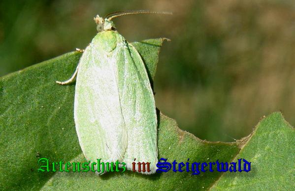 Bild zum Eintrag (37937-160)