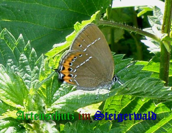 Copyright AiS- Albert Meier Bild zum Eintrag (37944-160)