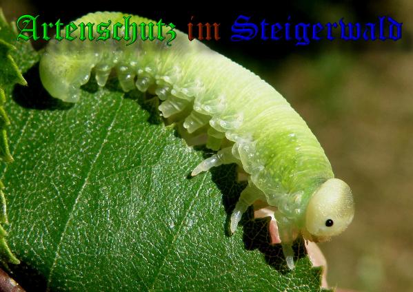 Copyright AiS- Albert Meier Bild zum Eintrag (37989-160)