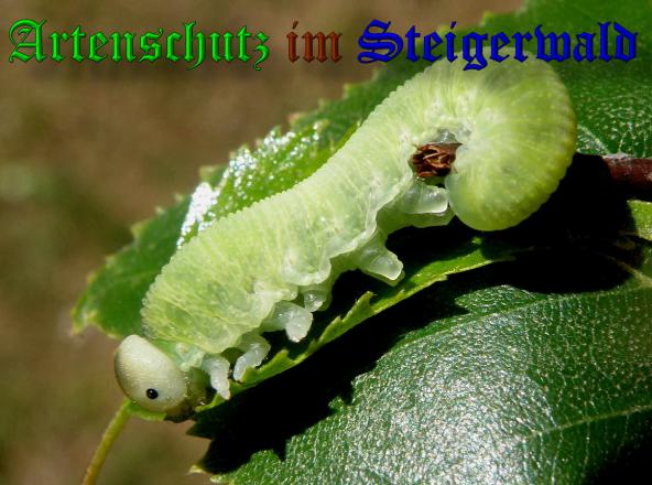 Copyright AiS- Albert Meier Bild zum Eintrag (37990-160)