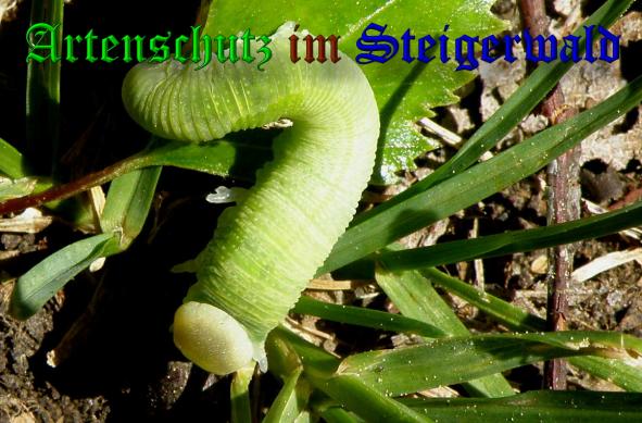 Copyright AiS- Albert Meier Bild zum Eintrag (37991-160)