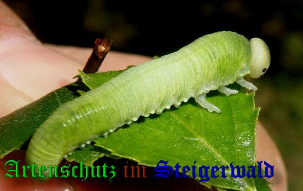 Copyright AiS- Albert Meier Bild zum Eintrag (37992-160)