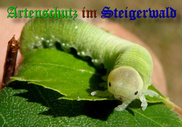 Copyright AiS- Albert Meier Bild zum Eintrag (37994-160)