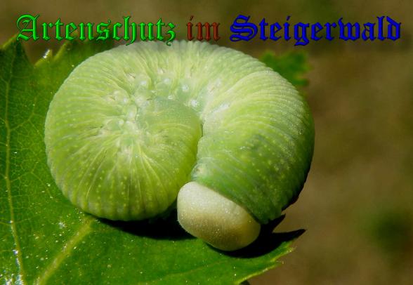 Copyright AiS- Albert Meier Bild zum Eintrag (37995-160)