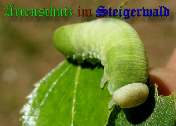 Copyright AiS- Albert Meier Bild zum Eintrag (37996-160)