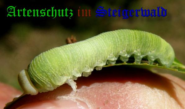 Copyright AiS- Albert Meier Bild zum Eintrag (37997-160)