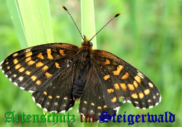 Copyright AiS- Albert Meier Bild zum Eintrag (38008-160)