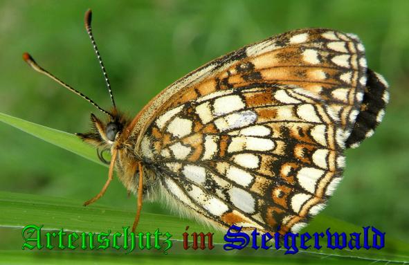 Copyright AiS- Albert Meier Bild zum Eintrag (38009-160)
