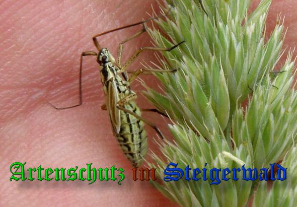 Copyright AiS- Albert Meier Bild zum Eintrag (38023-160)