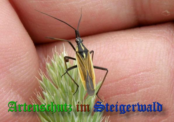 Copyright AiS- Albert Meier Bild zum Eintrag (38025-160)