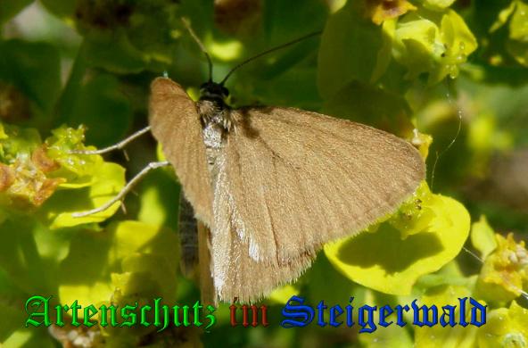 Bild zum Eintrag (38034-160)