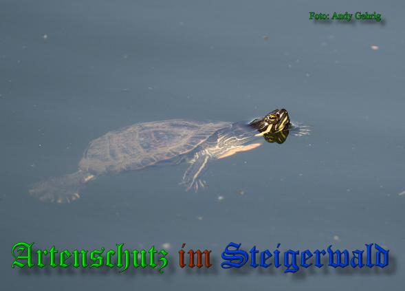 Copyright AiS-Andy Gehrig Bild zum Eintrag (38047-160)