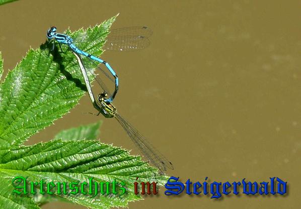 Bild zum Eintrag (38058-160)