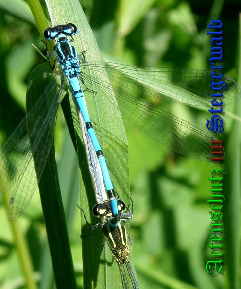Bild zum Eintrag (38061-160)