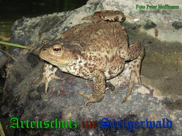 Copyright AiS - Peter Hoffmann Bild zum Eintrag (38128-160)