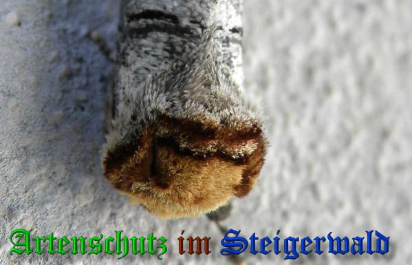 Copyright AiS- Albert Meier Bild zum Eintrag (38133-160)
