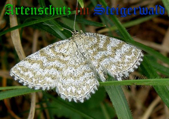 Copyright AiS- Albert Meier Bild zum Eintrag (38136-160)