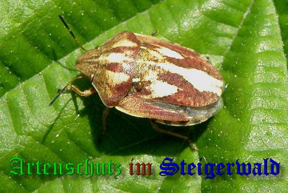 Copyright AiS- Albert Meier Bild zum Eintrag (38216-160)