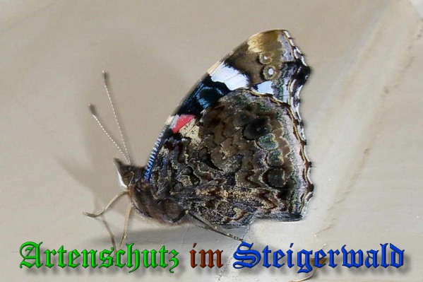Copyright AiS- Albert Meier Bild zum Eintrag (38284-160)