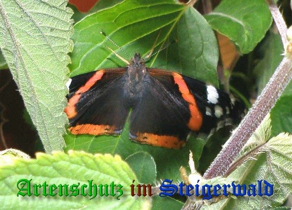 Copyright AiS- Albert Meier Bild zum Eintrag (38285-160)