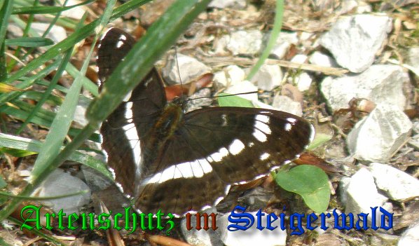 Copyright AiS- Albert Meier Bild zum Eintrag (38306-160)