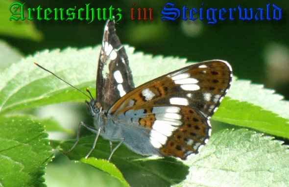 Copyright AiS- Albert Meier Bild zum Eintrag (38308-160)