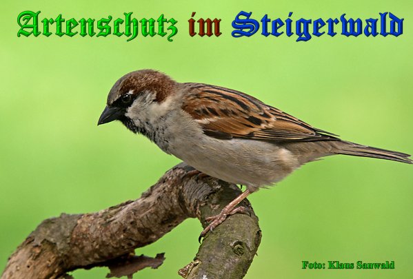 Copyright AiS-Klaus Sanwald Bild zum Eintrag (38462-160)
