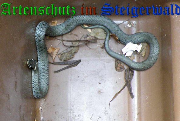 Copyright AiS- Albert Meier Bild zum Eintrag (38470-160)