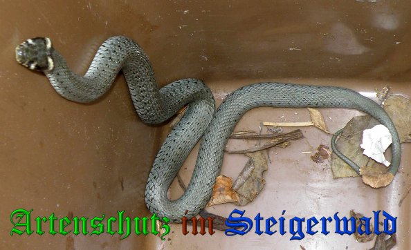 Copyright AiS- Albert Meier Bild zum Eintrag (38471-160)