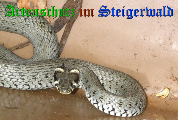 Copyright AiS- Albert Meier Bild zum Eintrag (38472-160)
