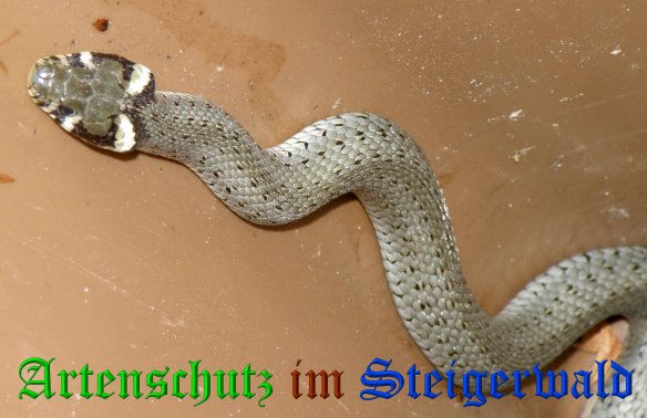 Copyright AiS- Albert Meier Bild zum Eintrag (38473-160)