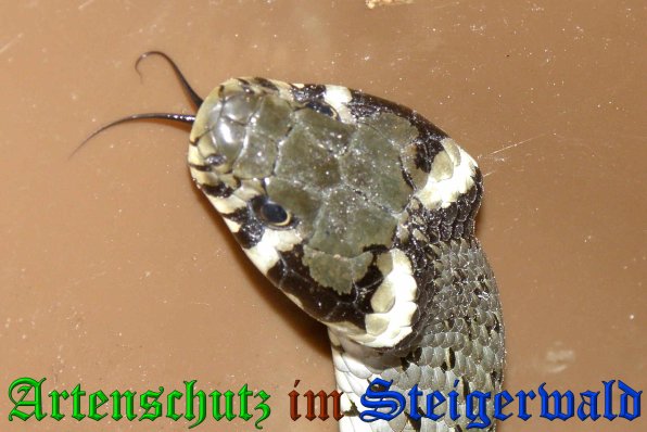 Copyright AiS- Albert Meier Bild zum Eintrag (38474-160)