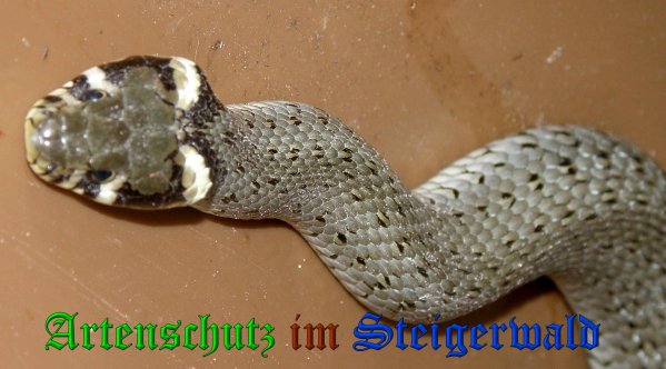 Copyright AiS- Albert Meier Bild zum Eintrag (38475-160)