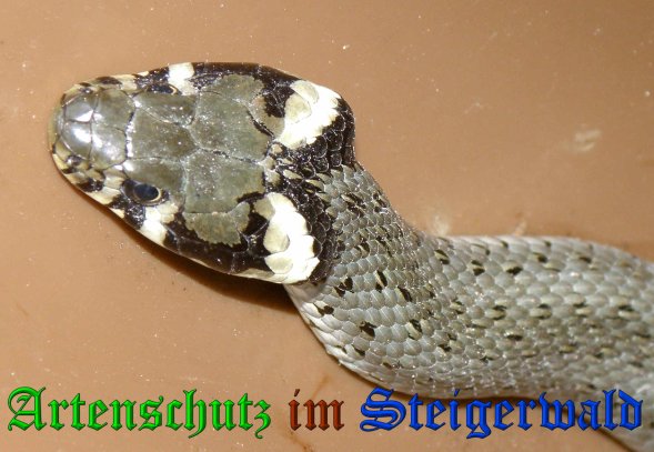 Copyright AiS- Albert Meier Bild zum Eintrag (38476-160)