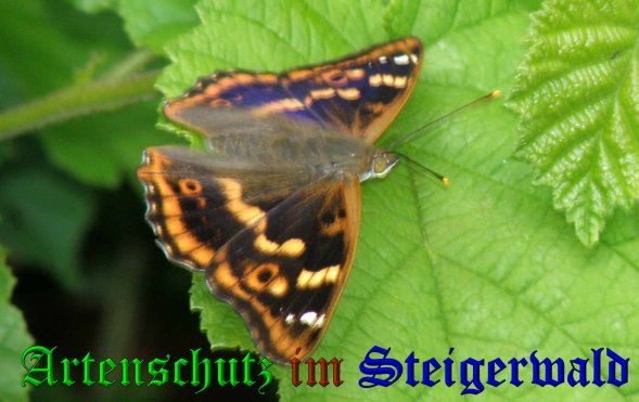 Copyright AiS- Albert Meier Bild zum Eintrag (38495-160)