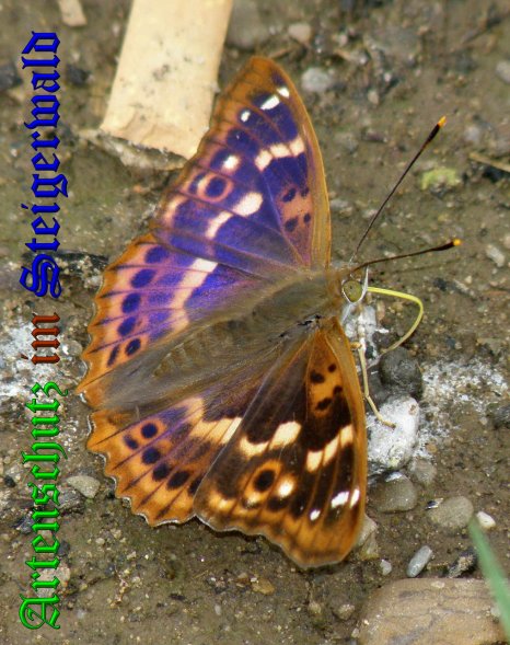 Copyright AiS- Albert Meier Bild zum Eintrag (38497-160)